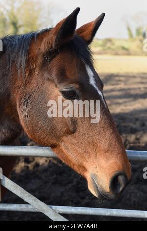 Bay horse standing at the gate of its paddock, Hedon, East Yorkshire, England Stock Photo