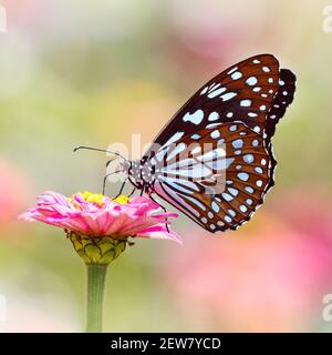 Butterfly Blue Tiger or Tirumala limniace on pink Zinnia flower with light colorful blurred bokeh background Stock Photo