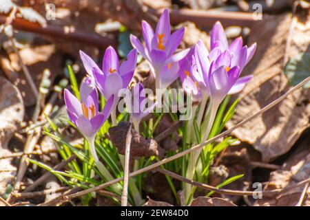 Crocus tommasinianus, the woodland or early crocus Stock Photo