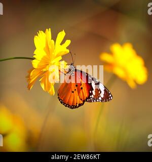 Butterfly Orange Tiger or Danaus chrysippus on pink globe amaranth flower with blurred yellow bokeh background Stock Photo