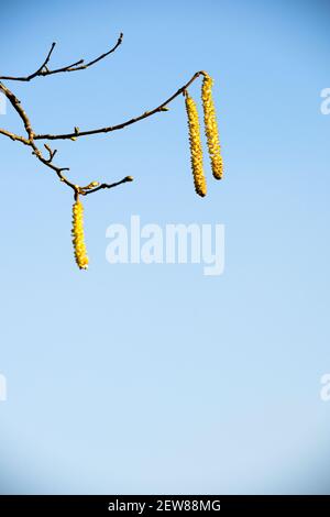 Mature hazel catkins against a blue sky on a sunny winter afernoon Stock Photo