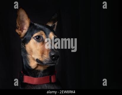 Stray mongrel rescued thai dog portrait soft black background lookind to one side Stock Photo