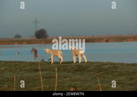 Two little white lambs running on a dike in front of a lake Stock Photo