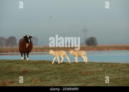 Two little white lambs running and a brown sheep is standing on a dike in front of a lake Stock Photo