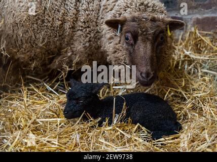 Mother Shetland sheep ewe with newborn lamb lying in hay in barn, Scotland, UK Stock Photo