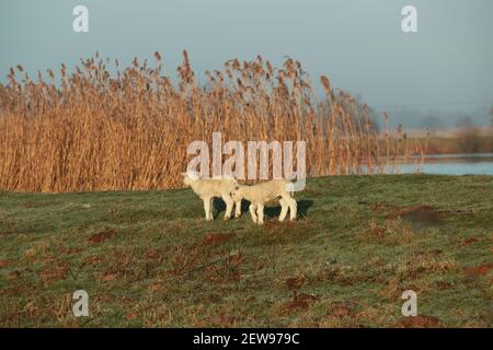 Two little white lambs running on a dike in front of a lake Stock Photo