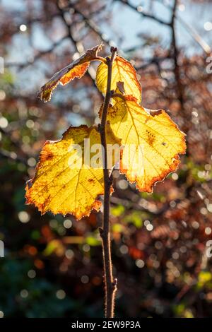 autumn, hazel leaves, foliage Stock Photo