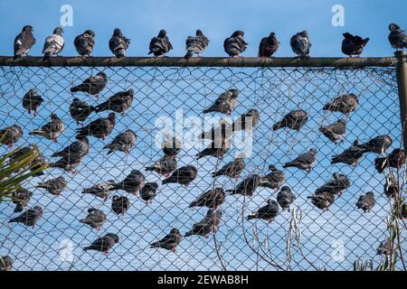 Pigeons lined up on the wire netting. Stock Photo