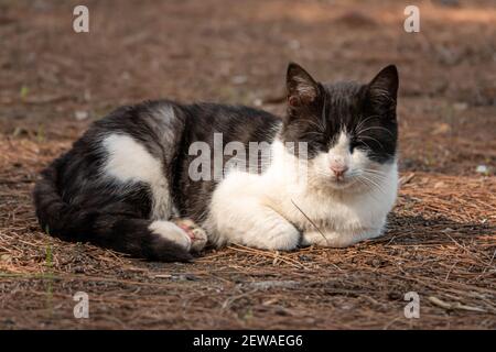 Cat lying and napping in the garden Stock Photo