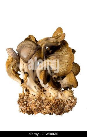 Close up photo of a dried flush of cultivated oyster mushrooms isolated on a white background Stock Photo
