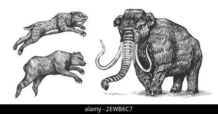 Mammoth or extinct elephant, Cave bear and Saber toothed tiger. Vintage Extinct animal. Retro Mammals. Hand drawn engraved sketch. Stock Vector