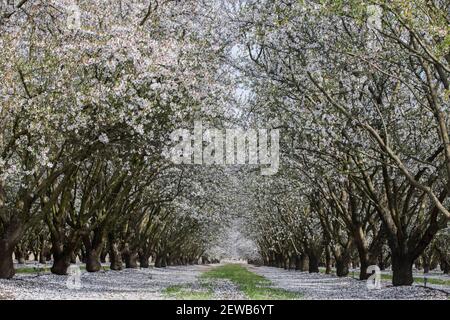 Modesto, CA, U.S.A. 2nd Mar, 2021. Some call is valley snow in central California but it's just the almond blossoms causing a picture perfect white blanket over the almond trees. Credit: Marty Bicek/ZUMA Wire/Alamy Live News Stock Photo