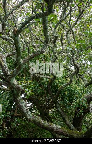 Ivy, Hedera helix, climbing in to an old oak tree Stock Photo