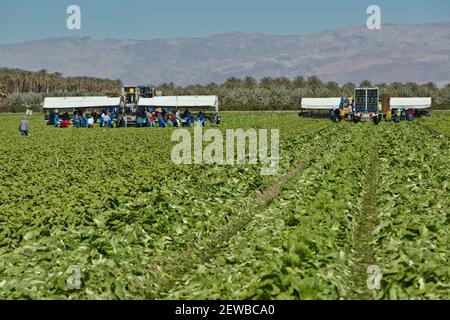 Field workers harvesting & packing  Organic Romaine Lettuce 'Lactuca sativa', Date Palm plantation in background. Stock Photo