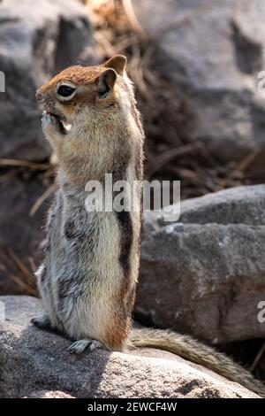 Female golden-mantled ground squirrel eating Stock Photo