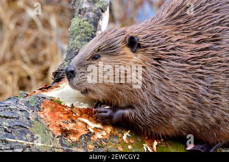 A close up view of a wild beaver 'Castor canadensis', feeding on bark from an aspen tree that he has cut down in rural Alberta Canada Stock Photo