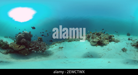 360 degree panoramic view of The underwater world of a coral reef