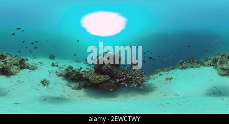 360 degree panoramic view of The underwater world of a coral reef