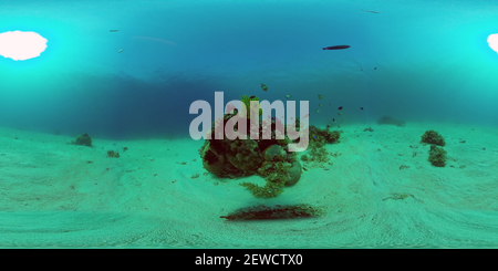 360 degree panoramic view of The underwater world of a coral reef