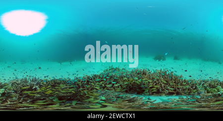 360 degree panoramic view of The underwater world of a coral reef