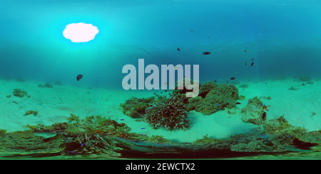 360 degree panoramic view of The underwater world of a coral reef