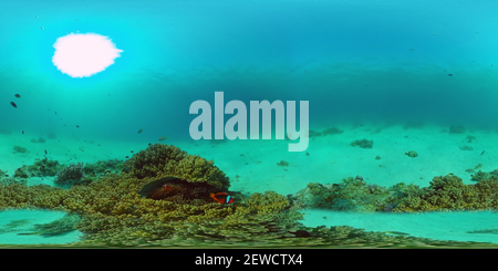 360 degree panoramic view of The underwater world of a coral reef