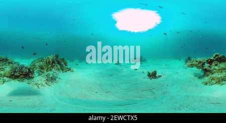 360 degree panoramic view of The underwater world of a coral reef