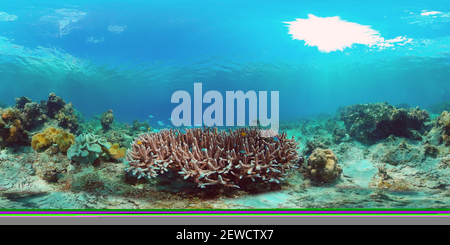 360 degree panoramic view of The underwater world of a coral reef