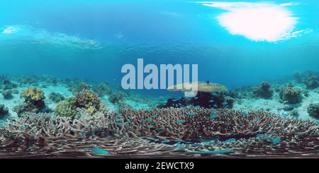 360 degree panoramic view of The underwater world of a coral reef