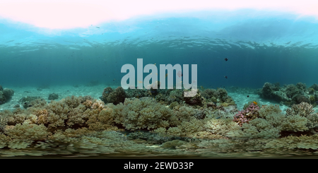 360 degree panoramic view of The underwater world of a coral reef.