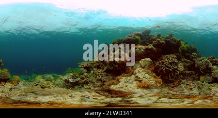 360 degree panoramic view of Beautiful underwater world with coral reef