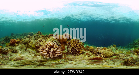 360 degree panoramic view of Beautiful underwater world with coral reef