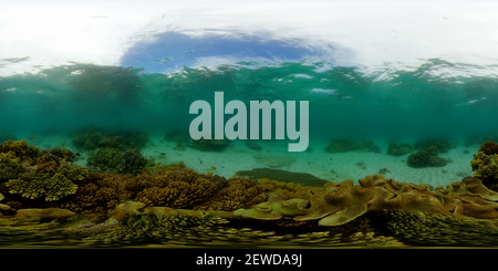 360 degree panoramic view of Tropical fishes and coral reef underwater.