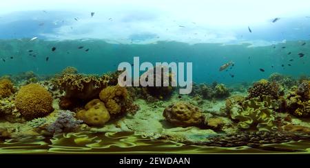 360 degree panoramic view of Tropical fishes and coral reef underwater.