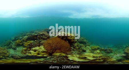 360 degree panoramic view of Tropical fishes and coral reef underwater.