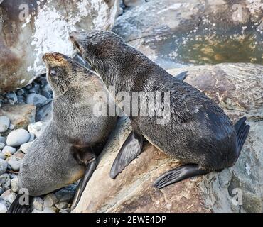 New Zealand fur seal pups at Ohau Point lookout near Kaikaoura in the South Island Stock Photo