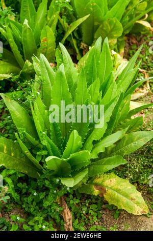 Kale growing in the field, mustard greens close-up Stock Photo