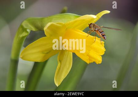 Bee on yellow daffodil (Narcissus) spring flower, shallow depth of field macro photography Stock Photo