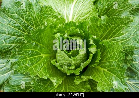 Kale growing in the field, mustard greens close-up Stock Photo