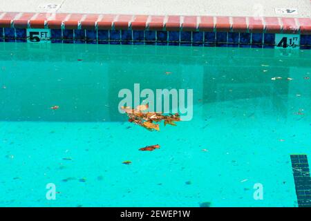 Fallen leaves floating on the surface of outdoor swimming pool water. Stock Photo