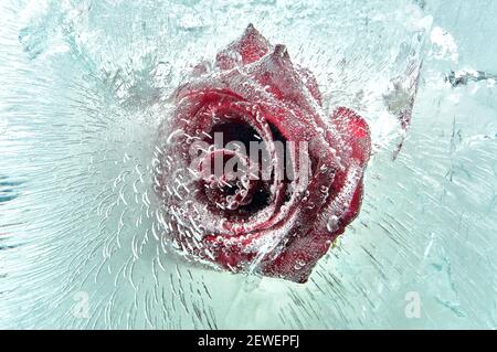 Red rose frozen in ice Stock Photo