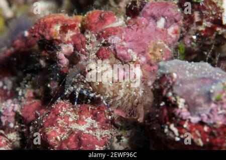 Saron Shrimp, Saron marmoratus, Mandolin dive site, Manado, Sulawesi, Indonesia, Asia Stock Photo