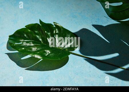 Background texture in blue with monstera leaf and hard shadow from monstera Stock Photo