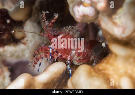 Saron Shrimp, Saron marmoratus, Night dive, Maluku Divers House Reef dive site, Ambon, Indonesia Stock Photo