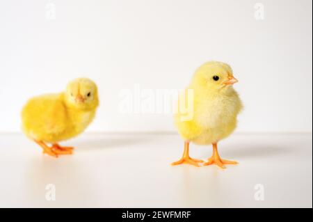 two cute little tiny newborn yellow baby chicks on white background Stock Photo