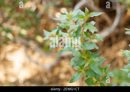 Distally acute proximally rounded leaves of Climbing Penstemon, Keckiella Cordifolia, Plantaginaceae, native shrub in Topanga State Park, Winter. Stock Photo