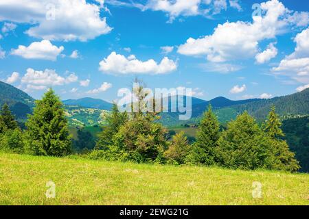 rural landscape in carpathian mountains. summer nature scenery with trees on the meadow. fluffy clouds on the bright blue sky. beautiful view in to th Stock Photo