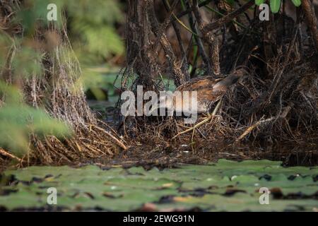 Baillon's crake (Zapornia pusilla), also known as the marsh crake, is a small waterbird of the family Rallidae. Stock Photo