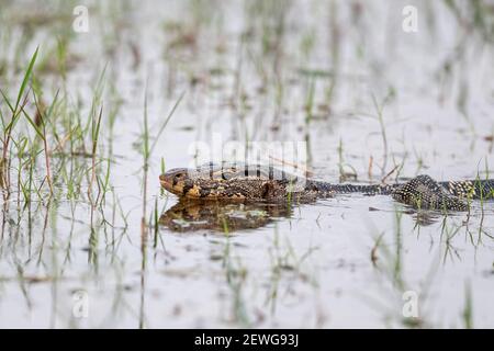 The Asian water monitor (Varanus salvator), also called common water monitor, is a large varanid lizard native to South and Southeast Asia. Stock Photo
