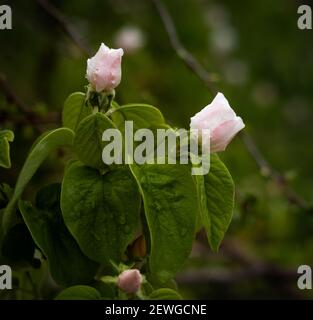 blooming white flowers of a quince tree in a garden on March Stock Photo